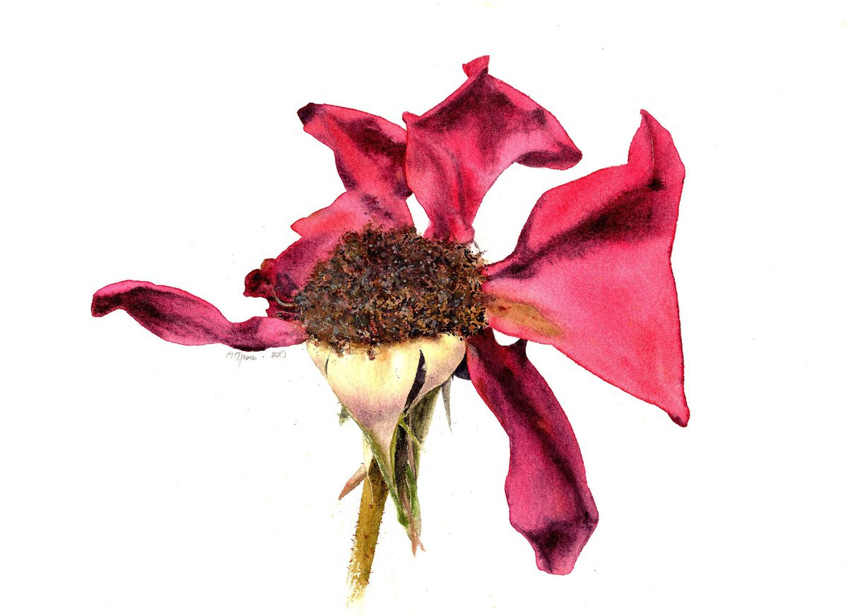 Photorealistic Botanical Watercolour By Alona Hryn, 14 X 10, The Heady Aroma Of The Dusk Rose, Original Artwork