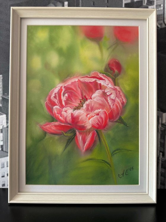 Coral Peony 1
