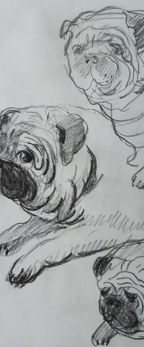 PUG's sketches by Oxana Raduga