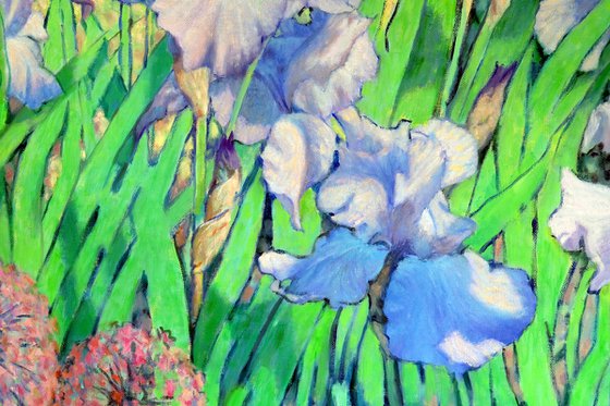 Irises dancing in the sun