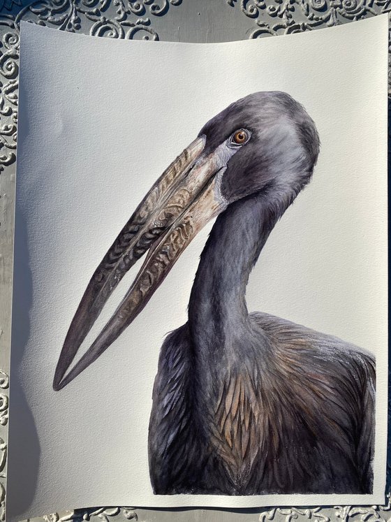 African Openbill Stork