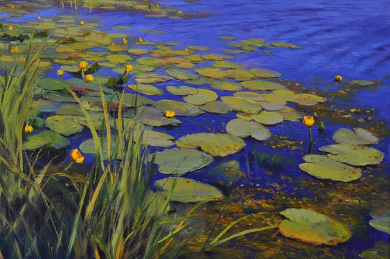 Creek with water lilies