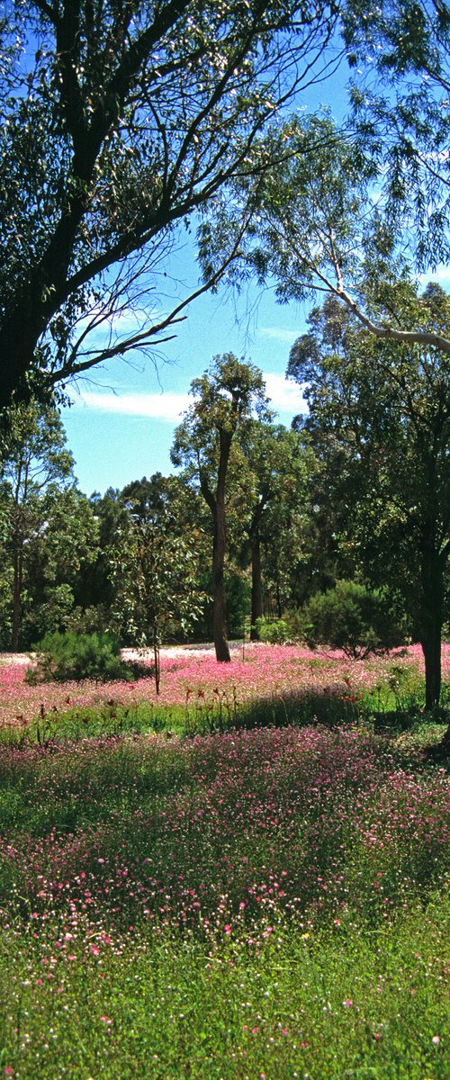 Everlastings in Kings Park by Alex Cassels