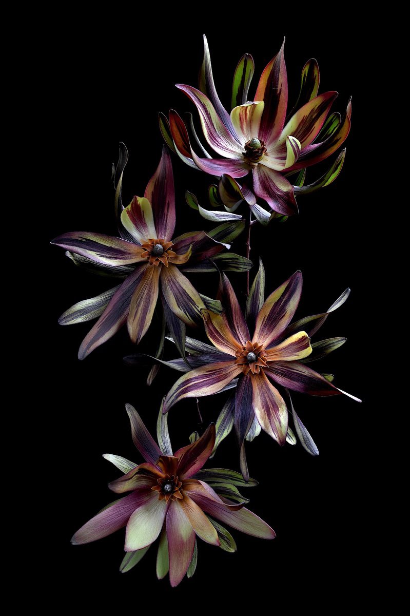 Photorealistic Botanical Photograph By Nadia Culph, 24 X 35", Dried Burgundy Blaze, Original Artwork