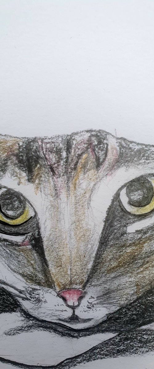 In the Darkness | Cat Drawing with Pencil and Charcoal A4 Size by Kumi Muttu