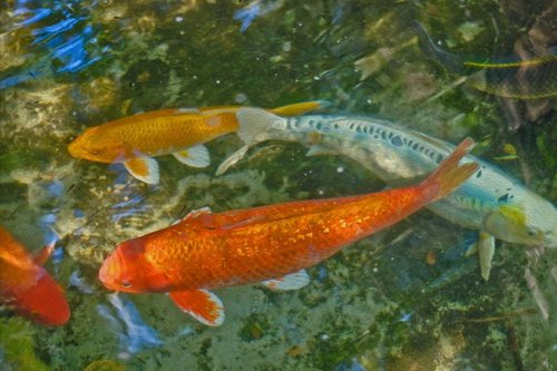 Goldfish Pool by Eugene Norris