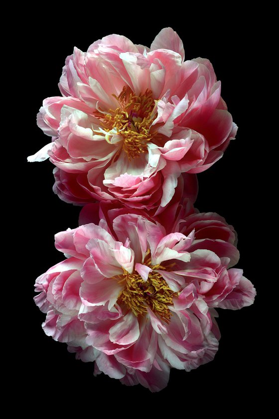 Two Pink Peonies
