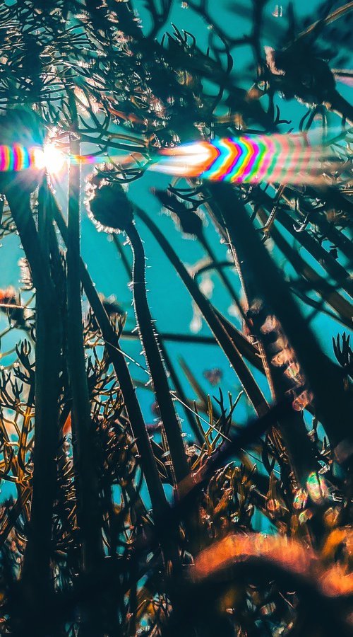 Flowers to the sky by Nektaria Thalia