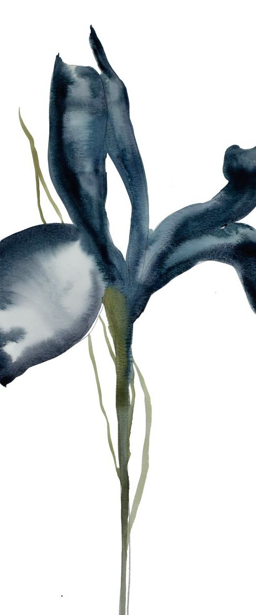 Iris No. 50 by Elizabeth Becker