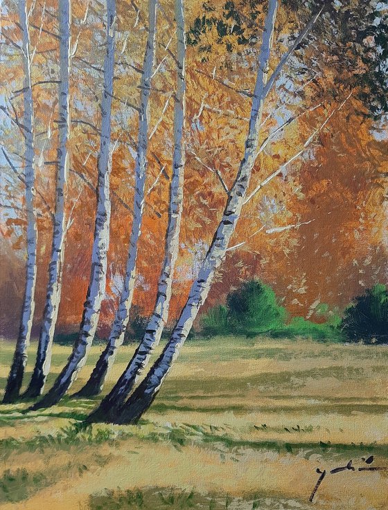 Autumnal birch trees