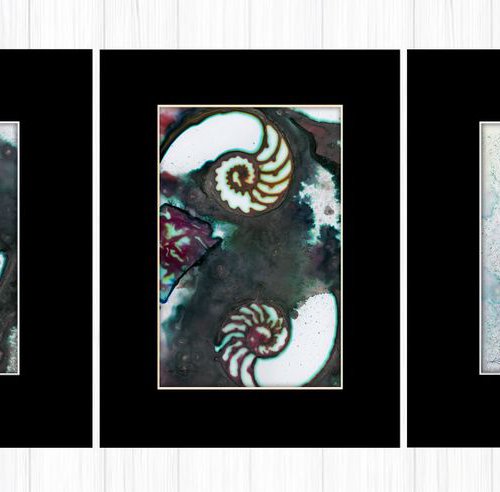 Nature Jewels  - Set of 3 Nautilus Shell Paintings in mats by Kathy Morton Stanion by Kathy Morton Stanion