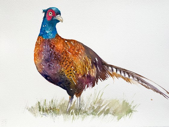 Pheasant Porus