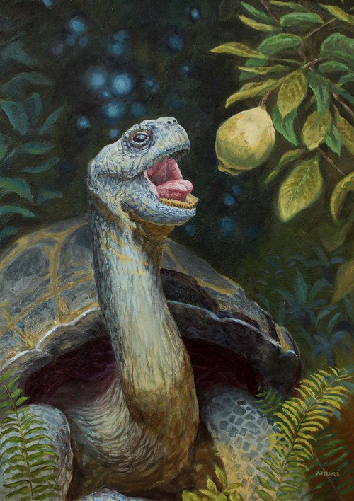 Galápagos Tortoise by André Mata