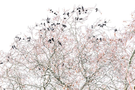 Rooks in Snow I
