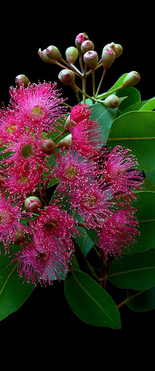 Swamp Bloodwood Blossoms by Nadia Culph