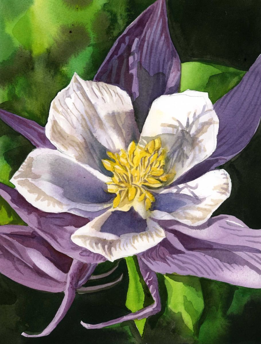 Impressionistic Botanical Watercolour By Alfred Ng, 9 X 11, Purple And White Columbine, Original Artwork