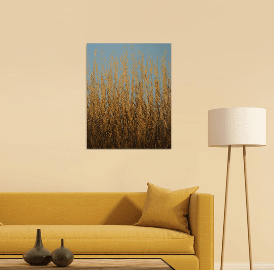 Summer Wheat