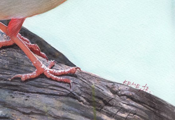 PARROT - BIRD LXXVIII