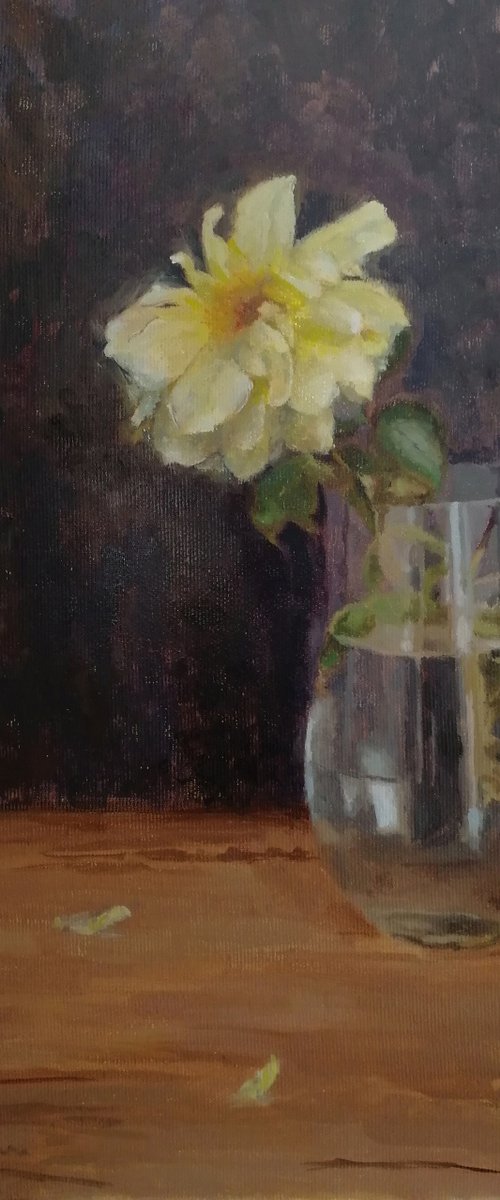 Yellow rose by Radosveta Zhelyazkova