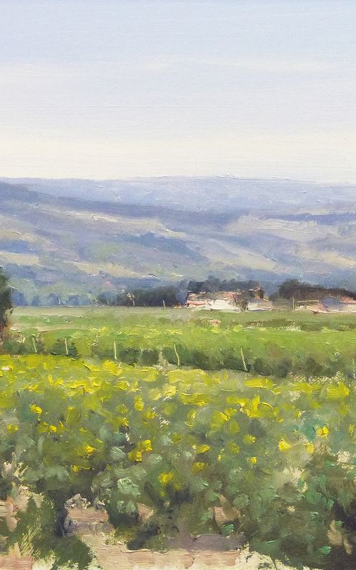 Fields with Colza near Forcalquier by Pascal Giroud