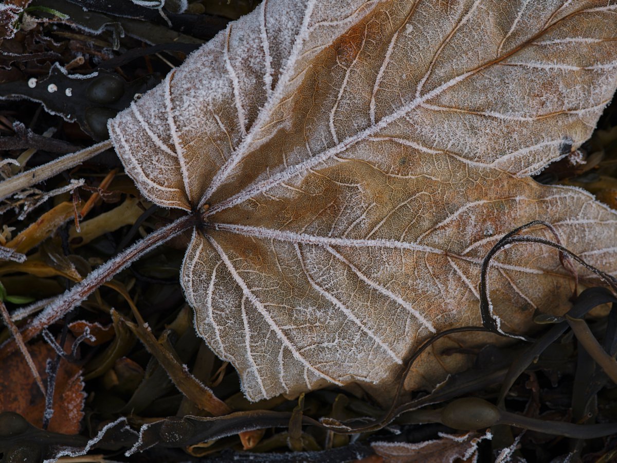 Abstract 7. Frozen leaves 4. by Pavel Oskin