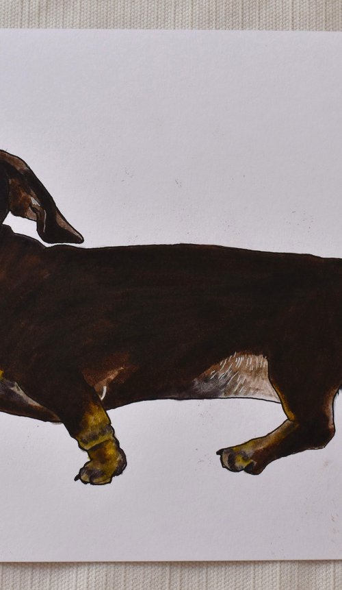 Original Dachshund Portrait by Paul Nelson-Esch