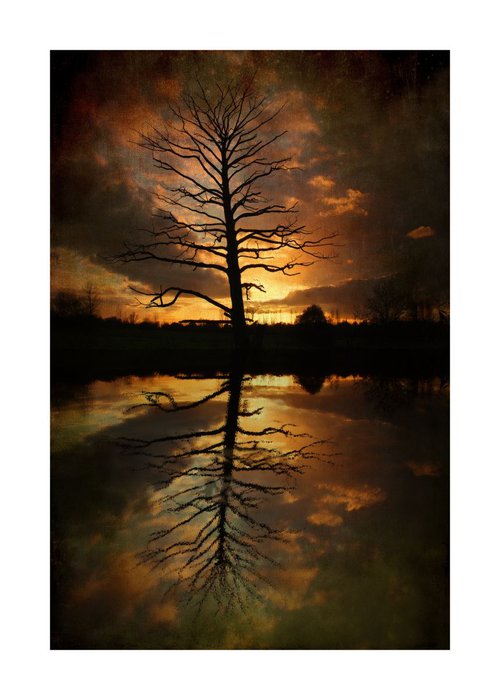 Sunset Tree & Reflections by Martin  Fry