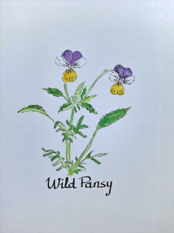 Wild Pansy