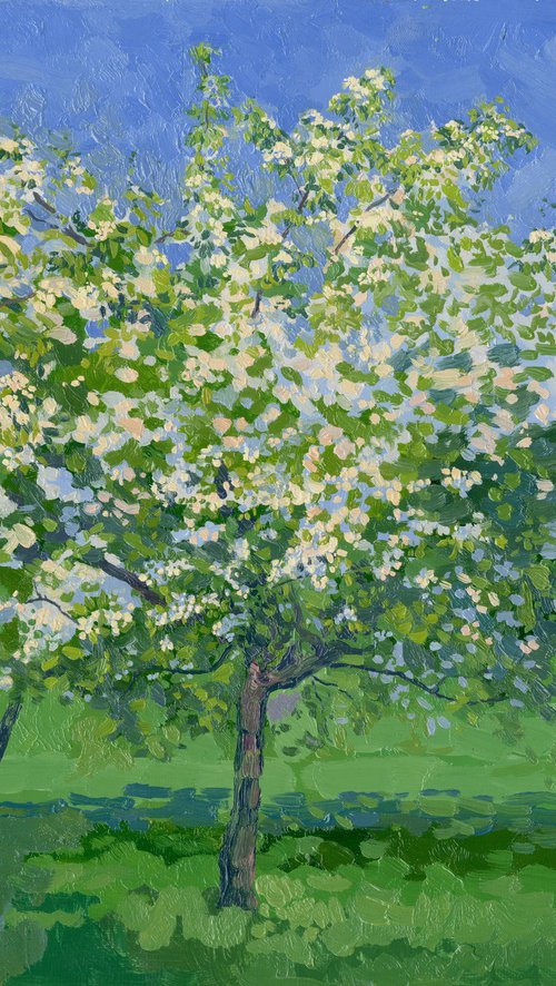 Blooming apple tree by Simon Kozhin