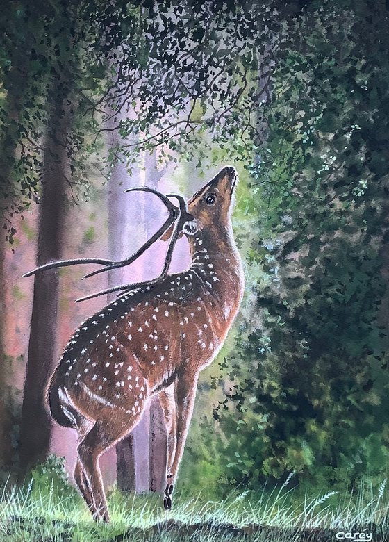 Wild Deer (Dawn)