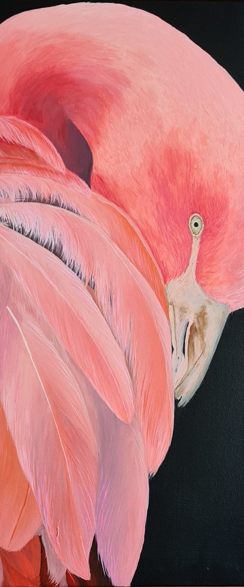 Flamingo Pink by Denise Martens