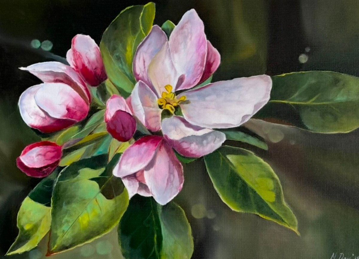 Apple blossom by Myroslava Denysyuk