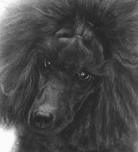 Black Poodle