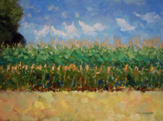 Field of corn with dancing clouds