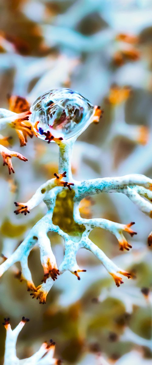 Alien Lichens by Inna Etuvgi