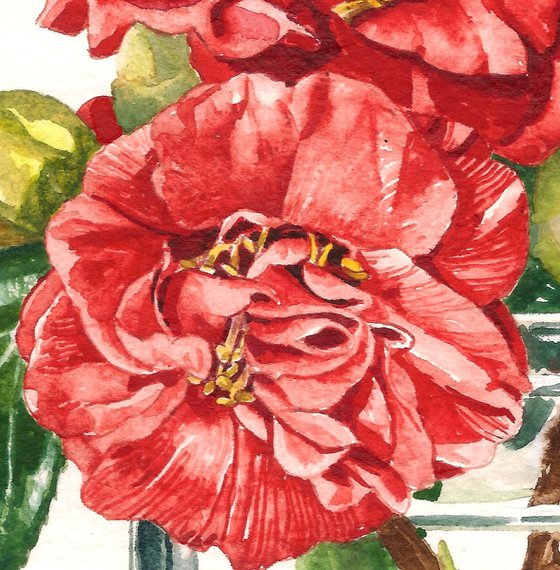 Camellias and Fir Cone