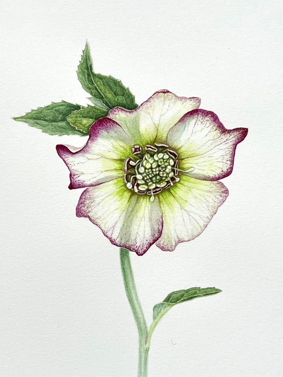 Hellebore