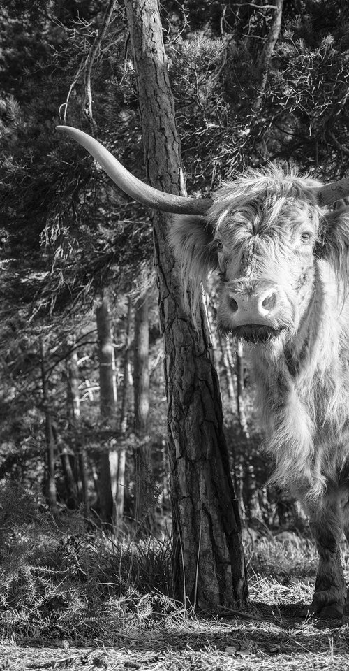 KING OF THE FOREST by Andrew Lever