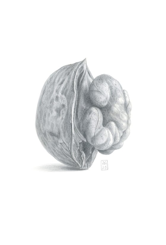 Walnut, Upright