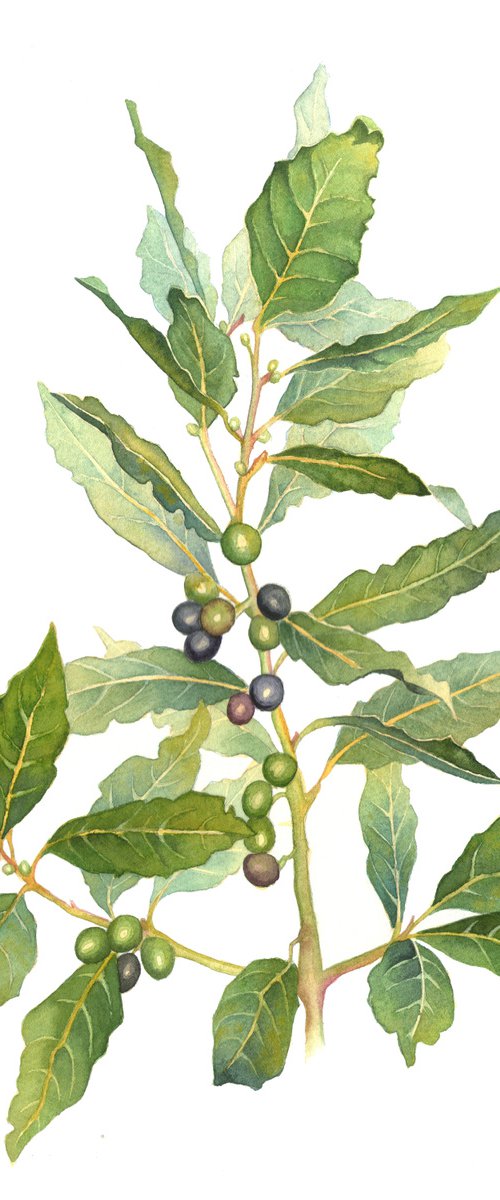Laurel noble botanical watercolor - Laurus nobilis by Ekaterina Prisich