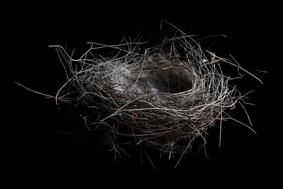 Bird's Nest