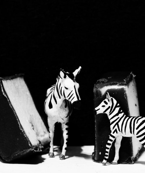 Chocolate Zebra #2 by Marc Ehrenbold