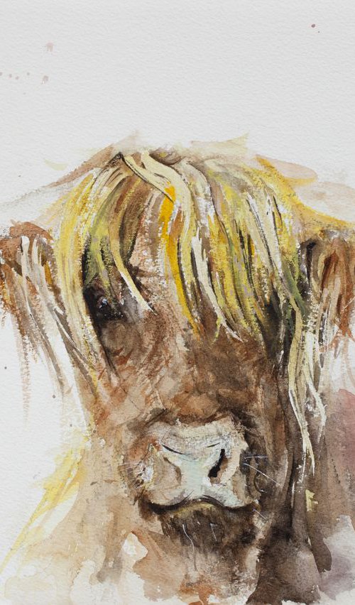 Curious Highland Cow by Tomasz Mikutel