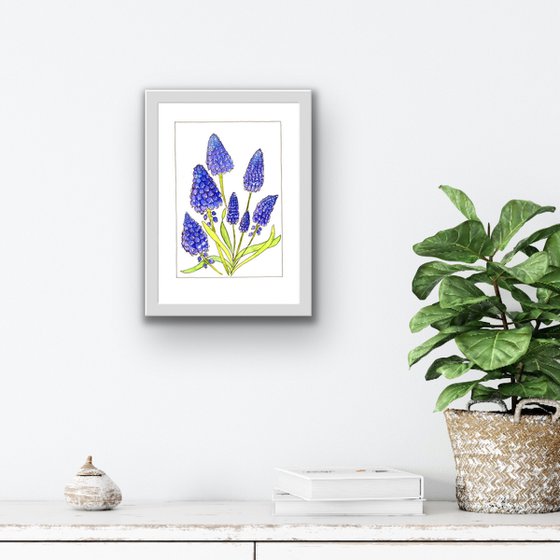 Muscari flowers mixed media illustration