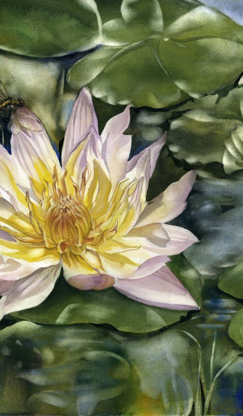 waterlily with dragonfly by Alfred  Ng