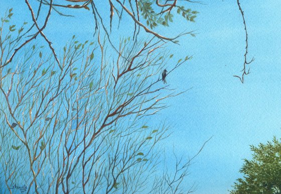 Black Drongo in early morning sky