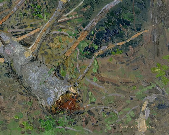 Fallen tree. Arkhyz