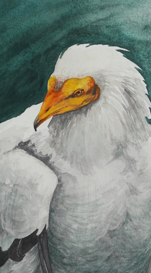 Egyptian vulture by Karina Danylchuk