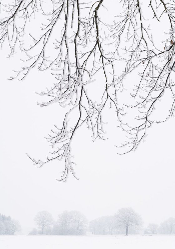 Frosty Branches