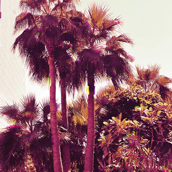 Palms IV